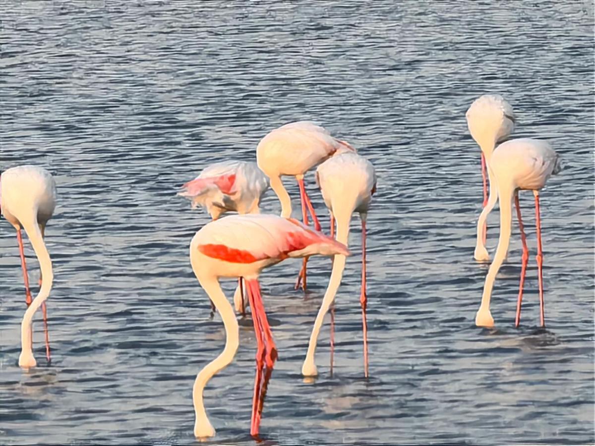 Flamingo Villas Boutique Hotel Walvis Bay Esterno foto