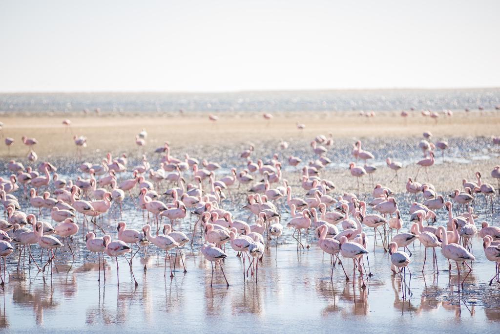 Flamingo Villas Boutique Hotel Walvis Bay Esterno foto