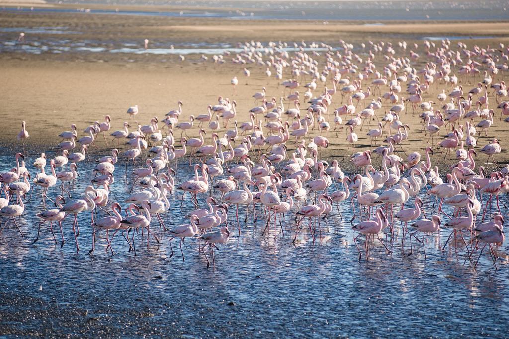 Flamingo Villas Boutique Hotel Walvis Bay Esterno foto