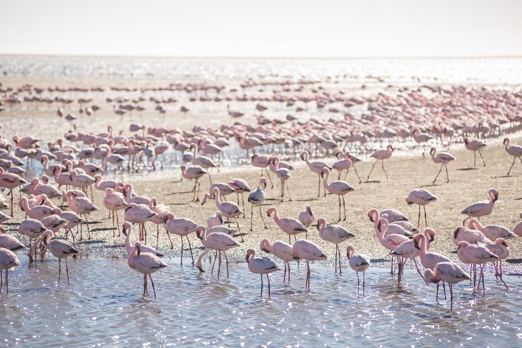 Flamingo Villas Boutique Hotel Walvis Bay Esterno foto